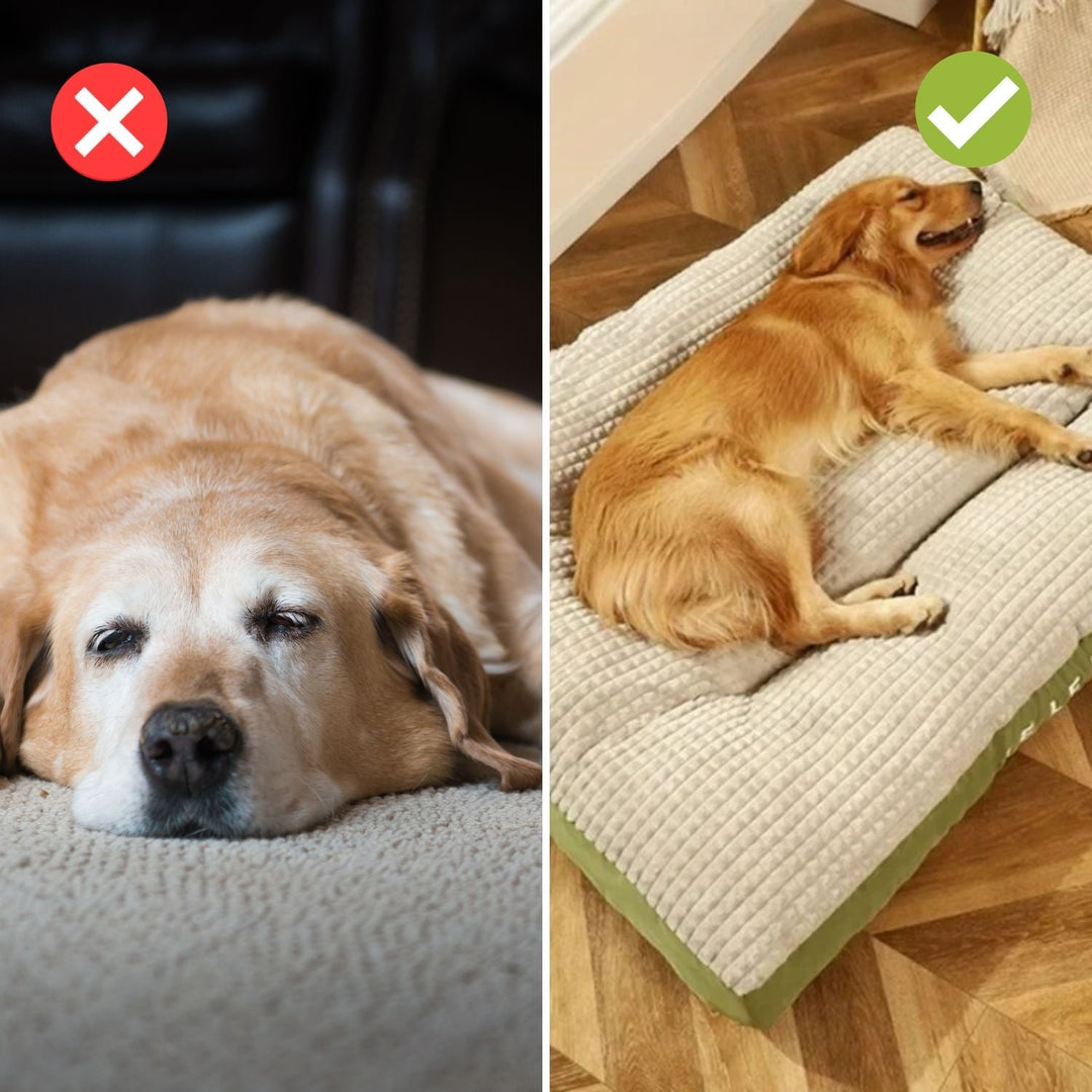 ComfyCanine Hundbädd | Fast Stöd Plysj Komfort